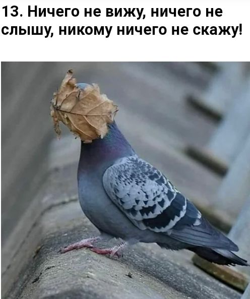 13 Ничего не вижу ничего не слышу никому ничего не скажу