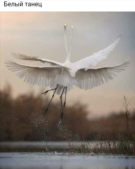 Белый танец
