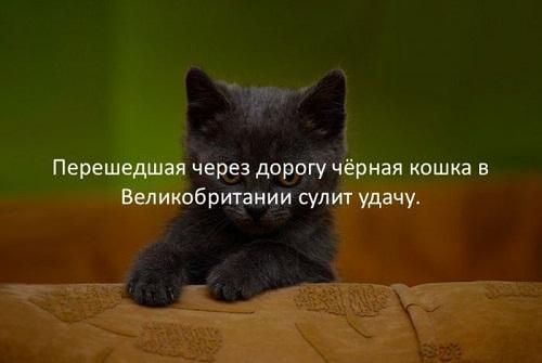 Перешедшая через дорогучёрная кошка в Великобритании сулит удачу