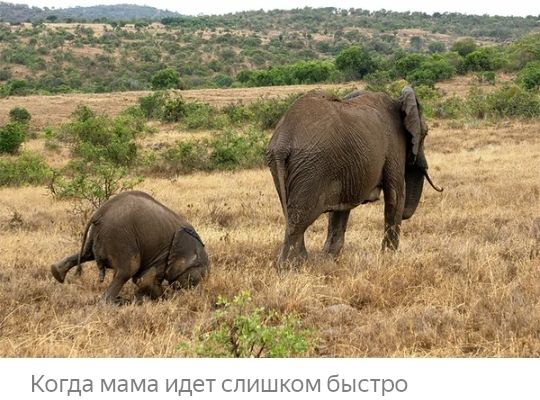 Когда мама де сп шюм быстро