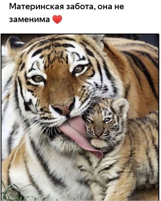 Материнская забота она не заменима