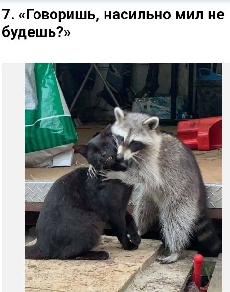 7 Говоришь насильно мил не будешь