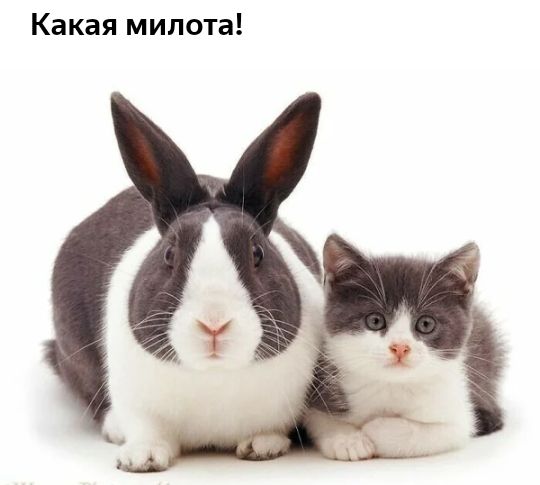 Какая милота