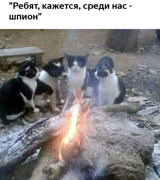 Ребят кажется среди нас шпион