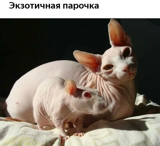 ЭКЗОТИЧНЗЯ парочка