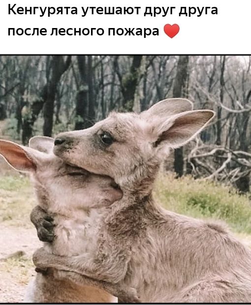 Кенгурята утешают друг друга поспе песного пожара дц