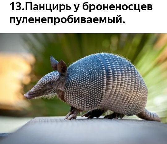 1ЗПанцирь у броненосцев пуленепробиваемый