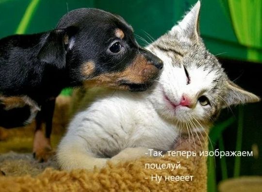 Леперв изображаем поцёлуй, нунеееет