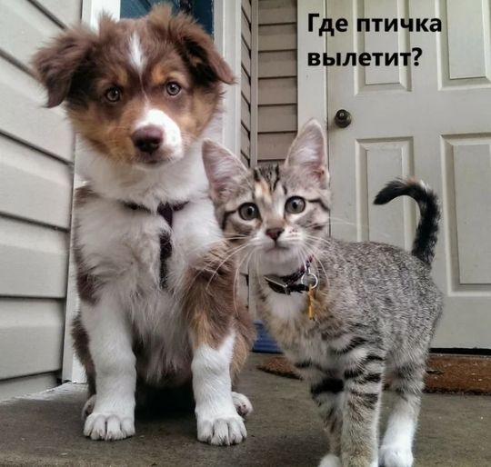 Г е птичка в шетит Ё
