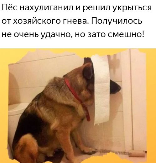 Пёс нахупиганил и решил укрыться от хозяйского гнева Получилось не очень удачно но зато смешно