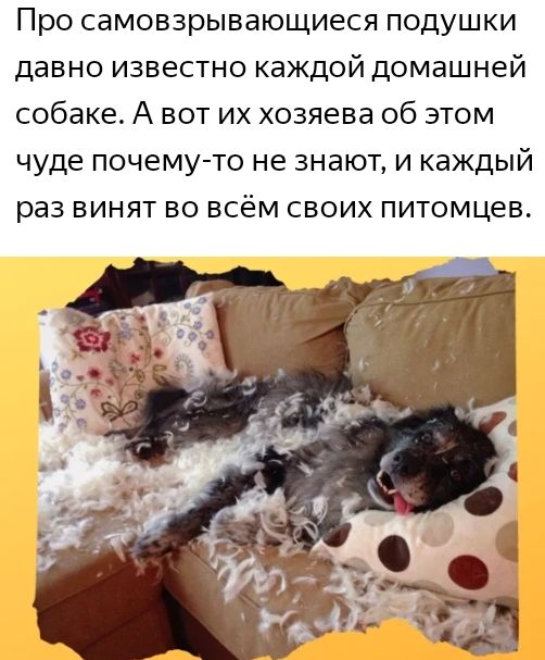 Про самовзрывающиеся подушки давно известно каждой домашней собаке А вот их хозяева об этом чуде почему то не знают и каждый раз винят во всём своих питомцев
