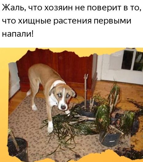 Жаль что хозяин не поверит в то что хищные растения первыми напали