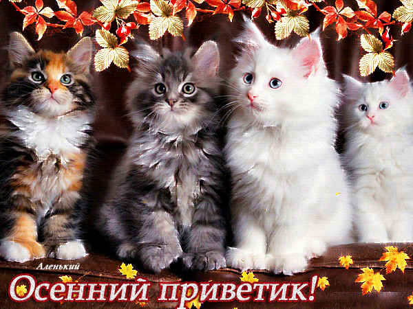 сёй иЙпРЙцетиК