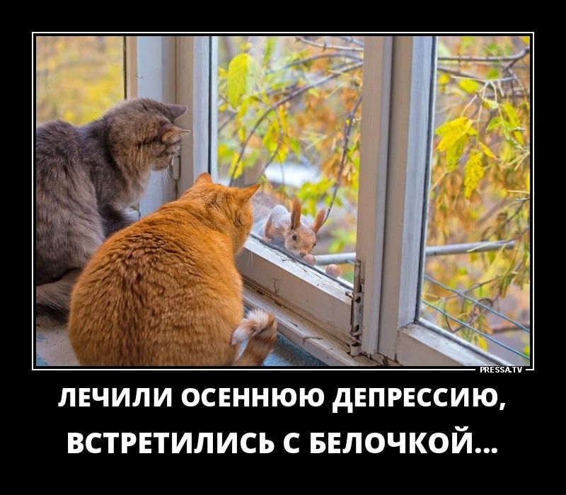 __ _ щ ЕЕЕЕЕ ЛЕЧИЛИ ОСЕННЮЮ дЕПРЕССИЮ ВСТРЕТИЛИСЪ С БЕЛОЧКОЙ