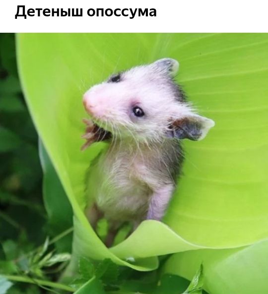 Детеныш опоссума