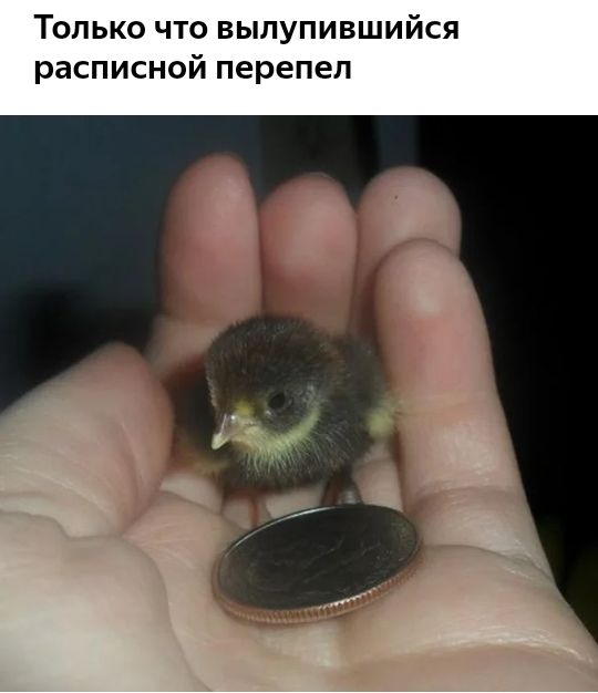 Только что вылупившийся расписной перепел