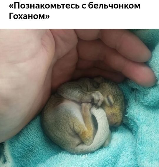Познакомьтесь с бельчонком Гоханом