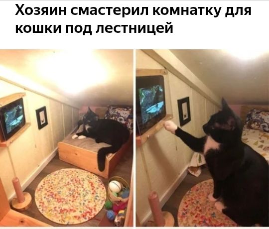 Хозяин смастерил комнатку для кошки под лестницей