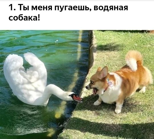 1 Ты меня пугаешь водяная собака