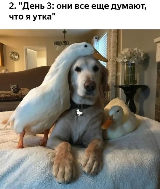 2 День 3 они все еще думают что я утка
