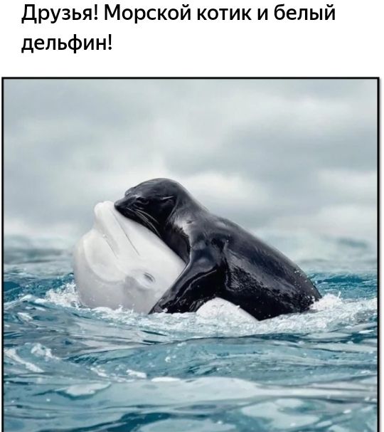Друзья Морской котик и белый дельфин