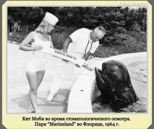 Кит Моби но время шовинистические ошигра Парк Мвгіпёдпа о Флориде 1964 г