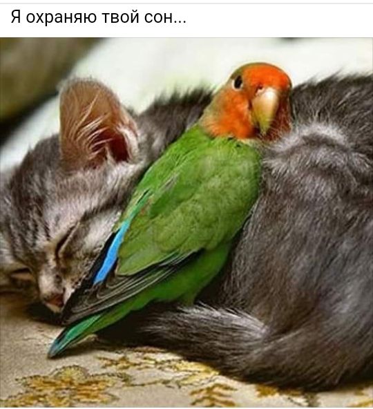 Я охраняю твой сон