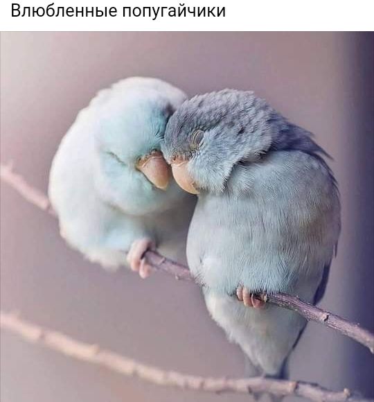 Влюбленные попугайчики