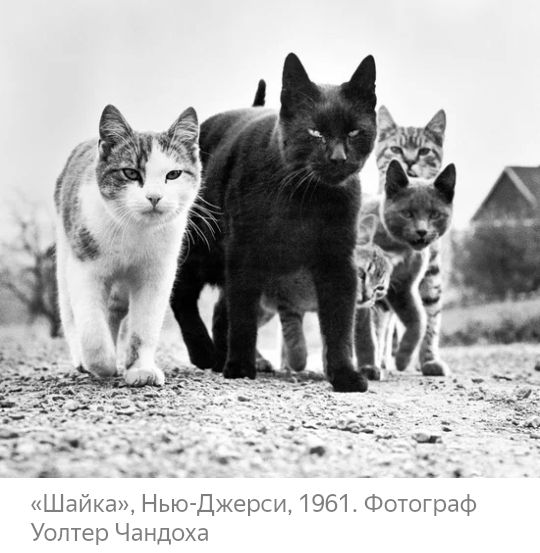 Щайка Нью Джерси 1961 Фотограф Уолтер Чандоха