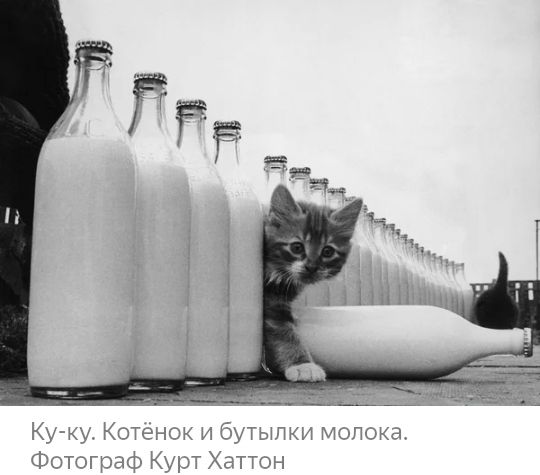 Кужг Котенок бп лог аф КУ