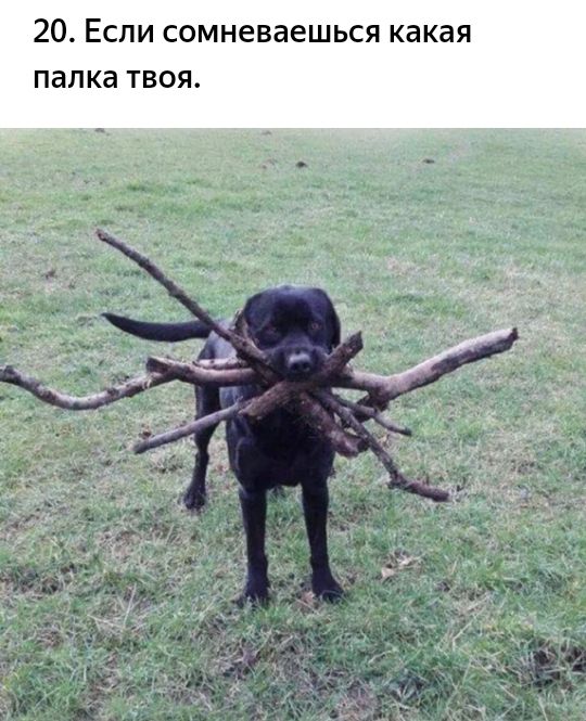 20. Если сомневаешься какая палка твоя.