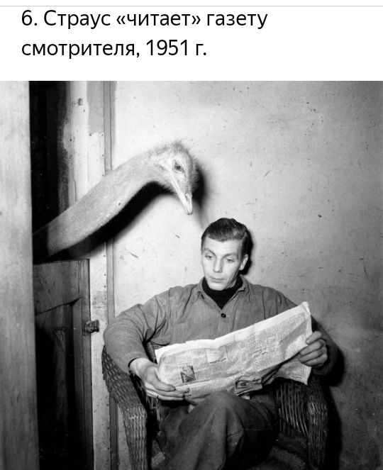 6 Страус читает газету смотрителя 1951 г