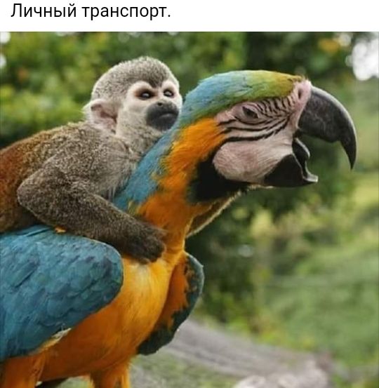 Личный транспорт