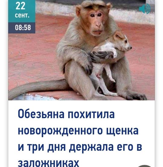 Обезьяна ПОХИТИЛЗ НОВОРОЖДЕННОГО щенка И ТРИ дНЯ держала ЕГО В ЗЗЛОЖНИКЗХ _