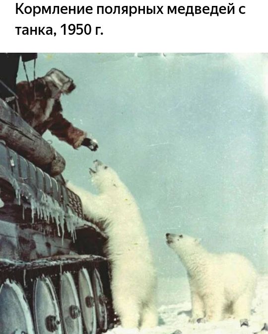 Кормление полярных медведей с танка 1950 г