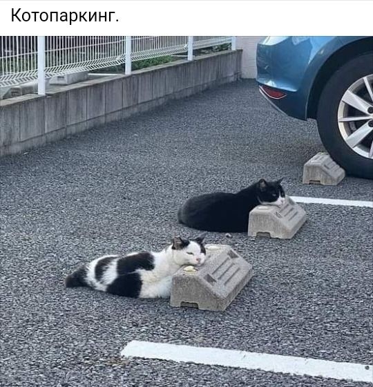 КотопаРКИНГ Ш мши_