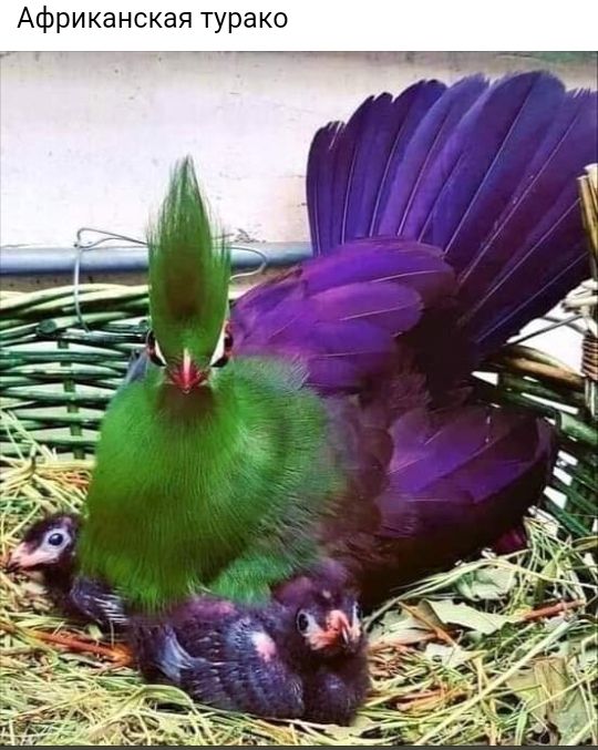 0 К а Р У Т Я В К С Н а К И 0 ф А