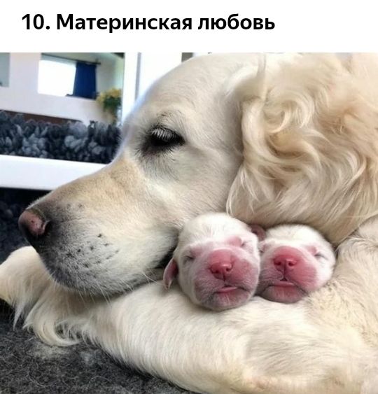 10 Материнская любовь