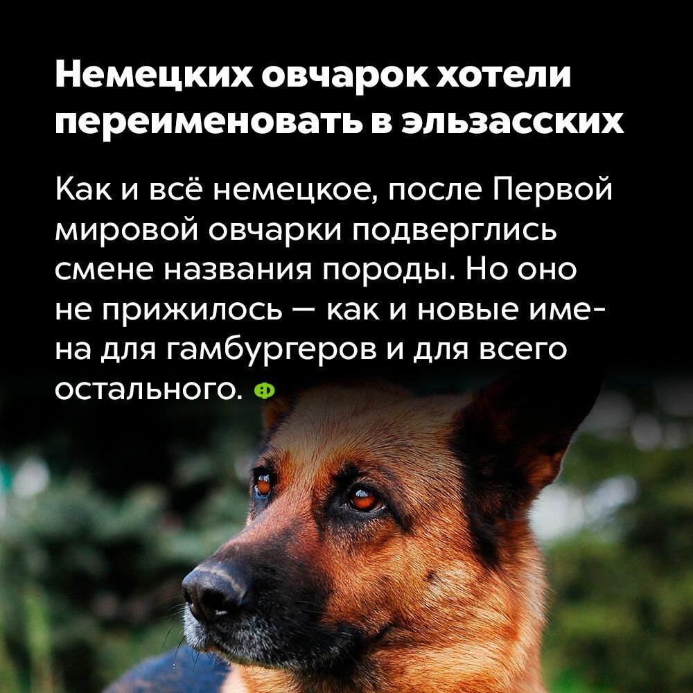 Немецких овчарок хотели переименовать в эльзасских Как и всё немецкое после Первой мировой овчарки подверглись смене названия породы Но оно не прижилось как и новые име на для гамбургеров и для всего остального