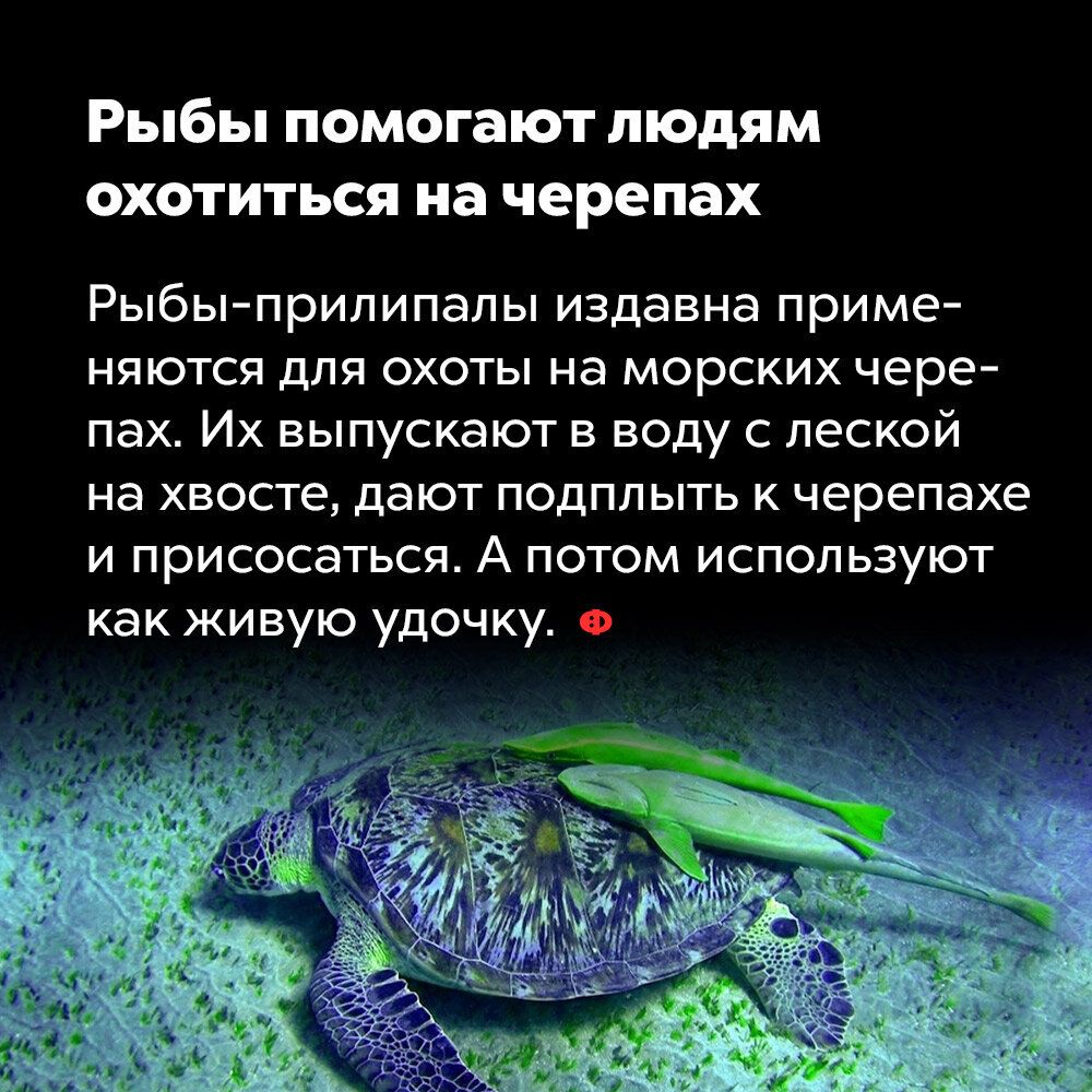 Рыбы помогают людям охотиться на черепах Рыбы прилипалы издавна приме няются для охоты на морских чере пах Их выпускают в воду с леской на хвосте дают подплыть к черепахе и присосаться А потом используют как живую удочку