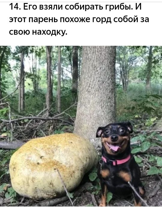14 Его взяли собирать грибы И этот парень похоже горд собой за свою находку