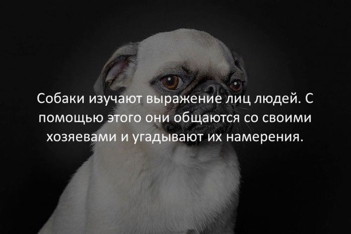 Собаки и помощью ениё лиц людей С 06 ются со своими ают их намерения