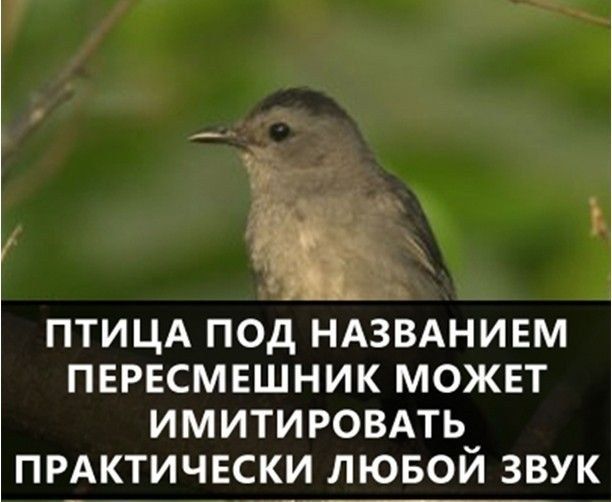 ПТИЦА ПОД НАЗВАНИЕМ ПЕРЕСМЕШНИК МОЖЕТ ИМИТИРОВАТЬ ПРАКТИЧЕСКИ ЛЮБОЙ ЗВУК
