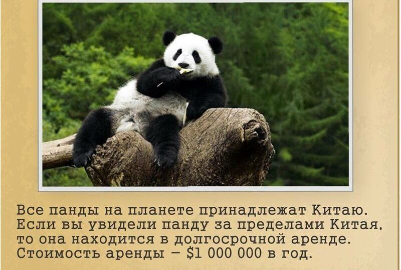 Все панды на планете принадлежат Китаю Если вы увидели панду за пределами Китая то она находится в долгосрочной аренде Стоимость аренды 1 000 000 в год