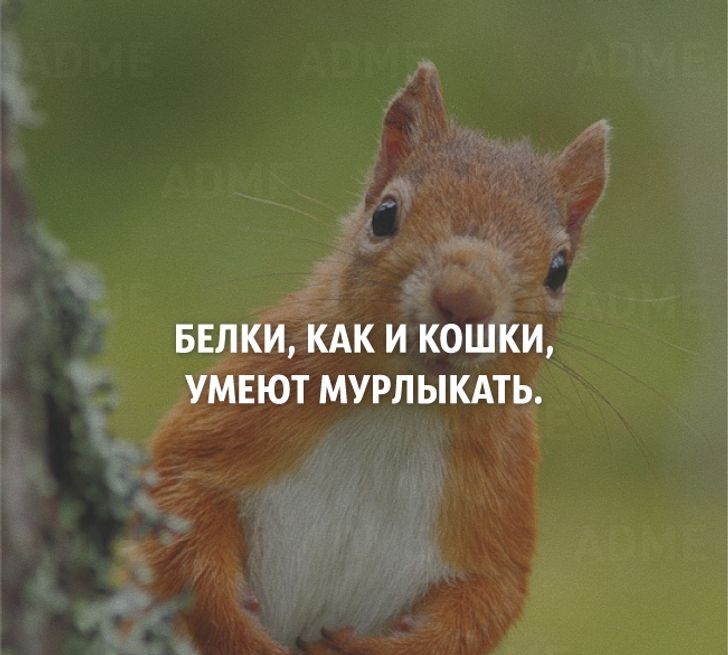 БЕЛКИ КАК И КОШКИ УМЕЮТ МУРПЫКАТЬ