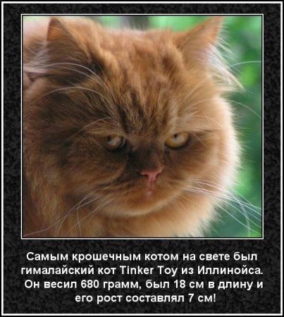 Самым крошечным котом на свете был гималайский кот тплш Тау и Иллинойса си весил ввп грамм был 13 см в длину и его рост составлял 7 см