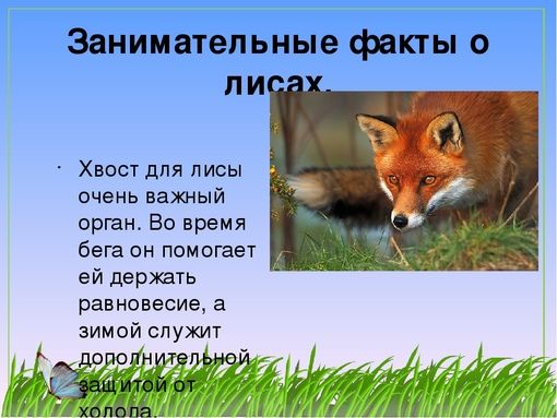 Хвост для лисы Занимательные факты о пи очень важный оршн Во время бега он помогает ей держать равновесие а зимой служит