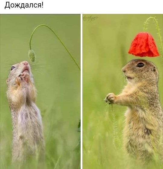 Дождался