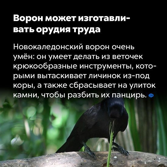 Ворон может изготавл и вать орудия труда Новокаледонский ворон очень умён он умеет делать из веточек крюкообразные инструменты кото рыми вытаскивает личинок из под коры а также сбрасывает на улиток камни чтобы разбить их панцирь о