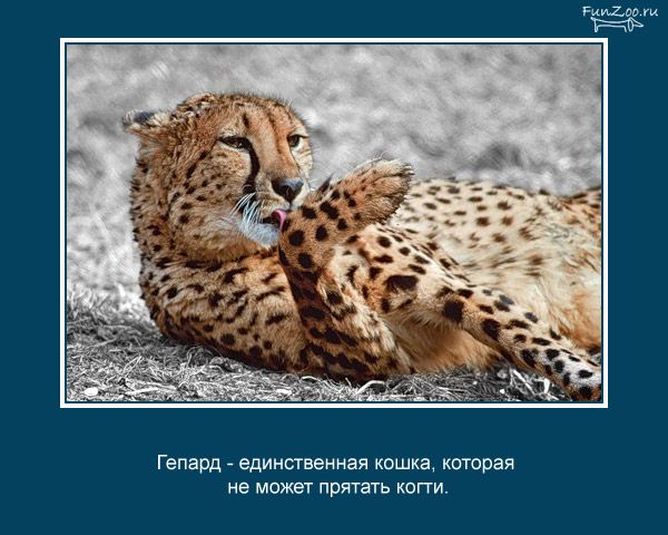 Гепард единственная кошка которая не может прятать когги